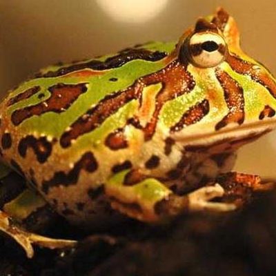 霸王角蛙为什么难养 霸王角蛙寿命有多长