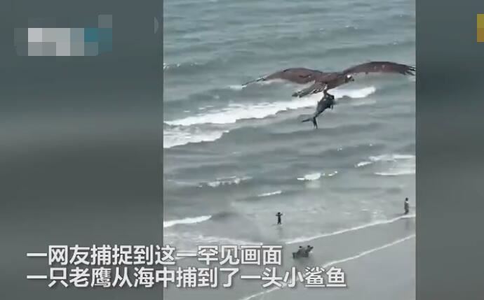 巨大老鹰从海中抓起一头鲨鱼 网友：厉害了我的鹰