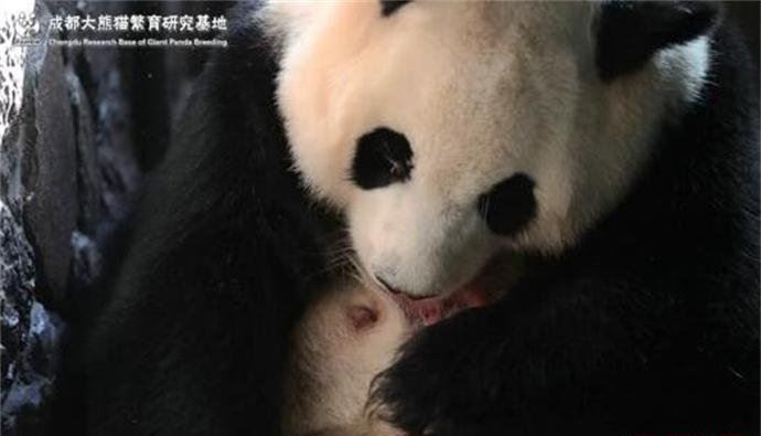 圈养大熊猫出生 为什么圈养大熊猫无自然生育