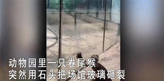 动物园猴子砸玻璃 竟然借助工具越狱