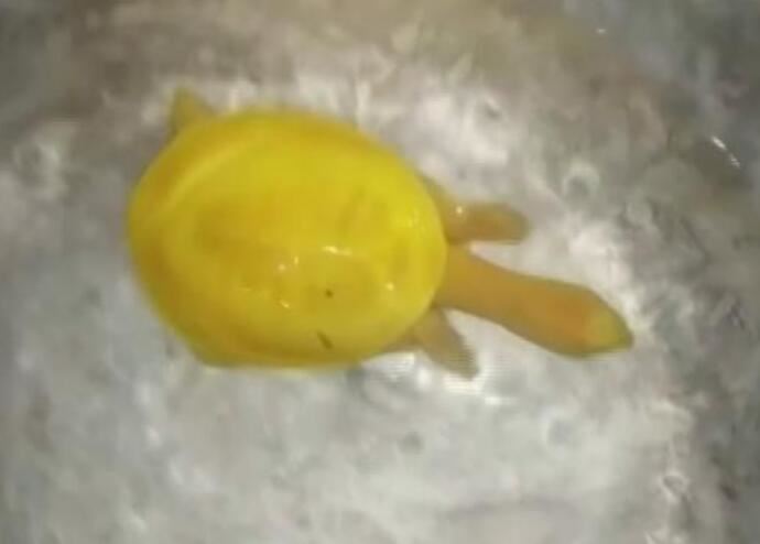 印度渔民发现金色乌龟 罕见纯金色乌龟有毒的吗全身金黄太神奇了