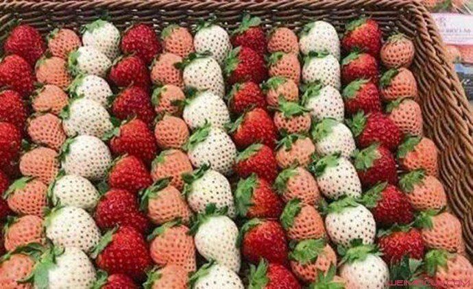 日本一颗草莓900元 被香港买家拍走