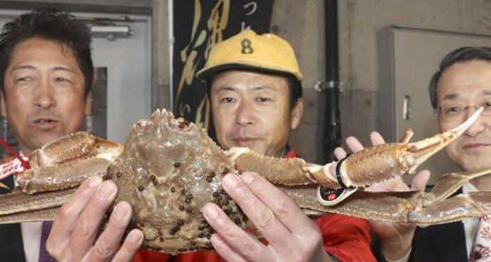 日本螃蟹500万 世界已知的最高价螃蟹