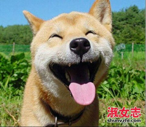 微笑狗恐怖图片 微笑狗事件是什么