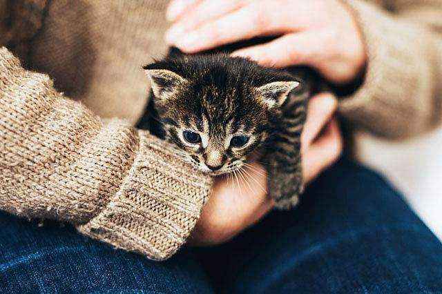 世界上最小的猫是什么品种 还存在吗