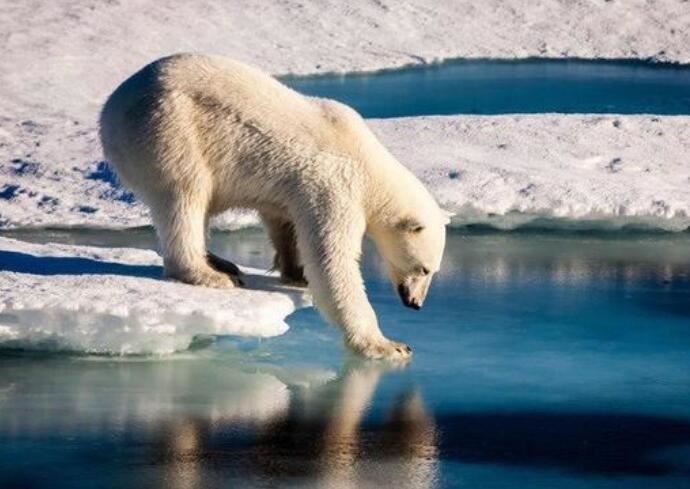 北极熊或将在2100年灭绝 北极熊真的会灭绝吗揭露北极熊生存情况