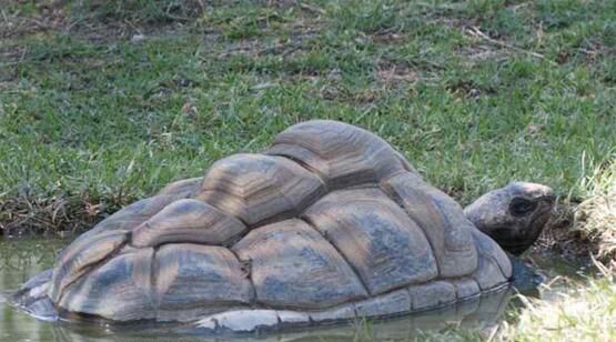 1965年黄河巨龟事件 关于长寿龟的传说
