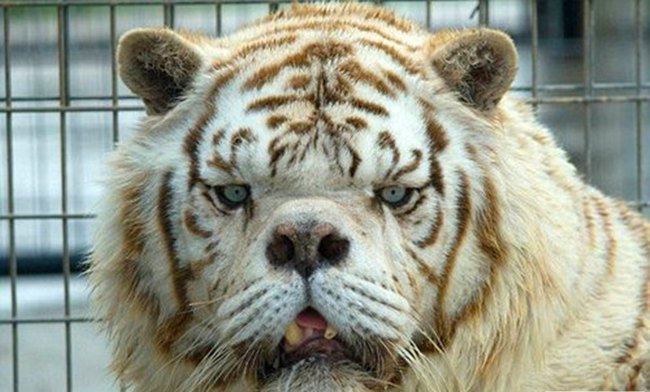 世界最丑老虎 难道是与海豹生的吗
