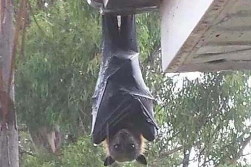 巨型蝙蝠王为什么被称为吸血鬼 巨型蝙蝠王真实照片