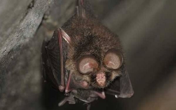 十大最恐怖蝙蝠图片 世界上最可怕的蝙蝠
