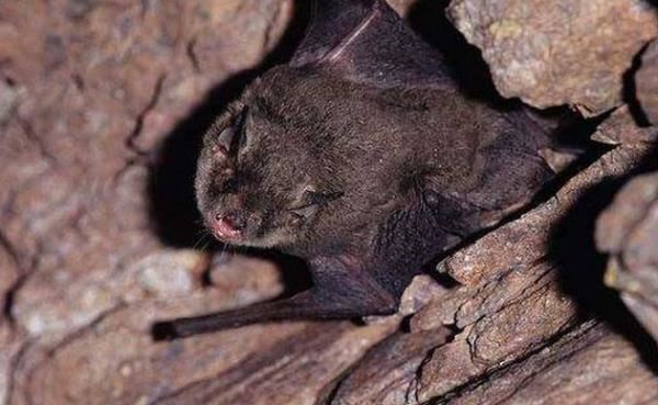 十大最恐怖蝙蝠图片 世界上最可怕的蝙蝠