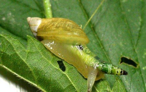 绿带彩蚴吸虫 Leucochloridium paradoxum 世界上最离奇的寄生虫盘点