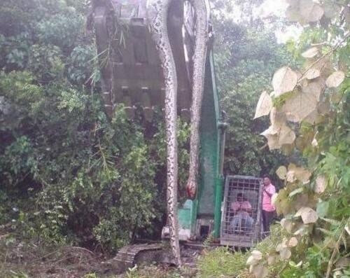 广西桂平挖蛇事件 挖出16米巨蛇吓死过人纯属谣言