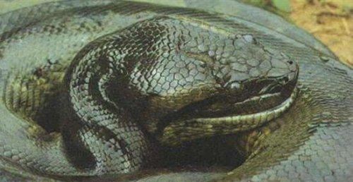广西桂平挖蛇事件 挖出16米巨蛇吓死过人纯属谣言