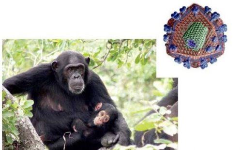 艾滋病起源的罪魁祸首 起源于非洲黑猩猩(之后被人为传播)