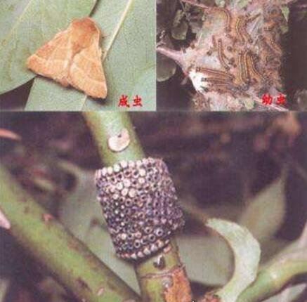 恶心的松毛虫图片 有毒害虫密密麻麻啃食森林