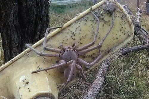 世界上最大的蜘蛛 巨蜘蛛比人脸还大(巨毒蜘蛛)