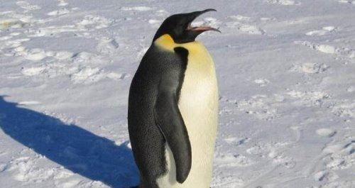 世界上最大的企鹅是哪一种 帝企鹅体重可达50千克（高不低于90cm）