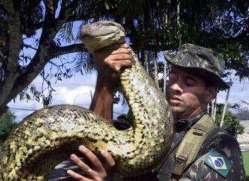 人类发现世界上最大的蛇有多大 世界上最大的蛇97米