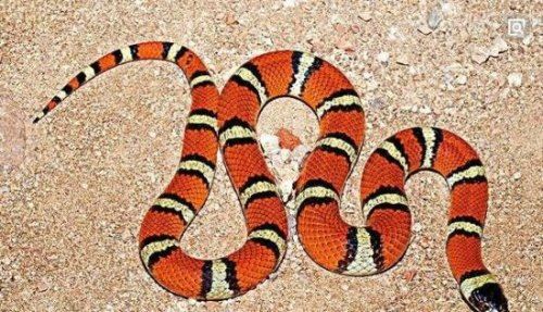 世界上最受欢迎的宠物蛇 牛奶蛇(无毒有益/酷似剧毒珊瑚蛇)