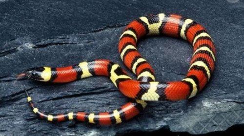 世界上最受欢迎的宠物蛇 牛奶蛇(无毒有益/酷似剧毒珊瑚蛇)