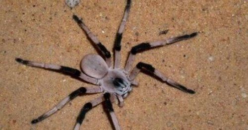 世界上最大的蜘蛛 蜢蜘张开爪子可达38厘米宽
