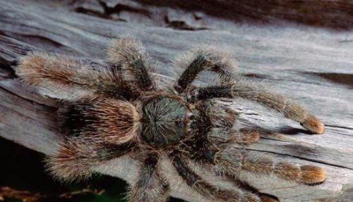 世界上最大的蜘蛛 蜢蜘张开爪子可达38厘米宽