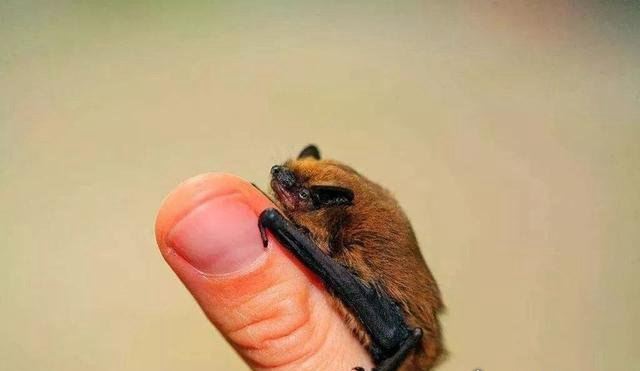 十大最恐怖蝙蝠图片 吸血蝙蝠真的存在(一生吸血100升)