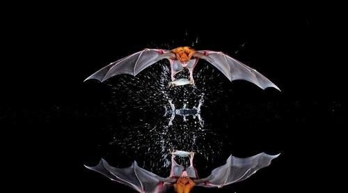 十大最恐怖蝙蝠图片 吸血蝙蝠真的存在(一生吸血100升)