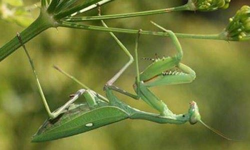 绿巨螳螂vs巨人蜈蚣 巨型昆虫的对决 到底谁赢谁厉害