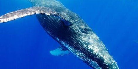 世界上最大的十种鲸鱼：蓝鲸最大 第4种睾丸重500公斤