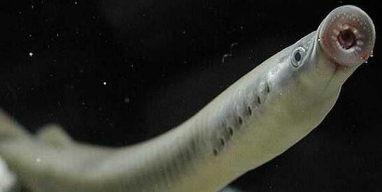 北极七鳃鳗靠吸食鲜血为生 长达60厘米恐怖生物