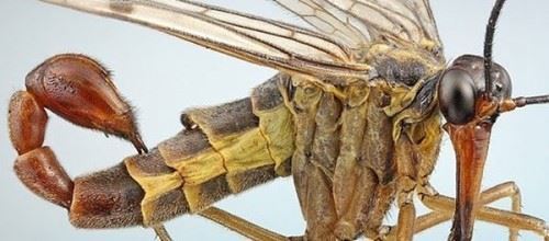 世界最恐怖的十大昆虫 光看就能把你吓疯勿靠近