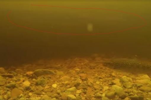 尼斯湖水怪可能是巨型鳗鱼？尼斯湖水怪之谜将真相大白