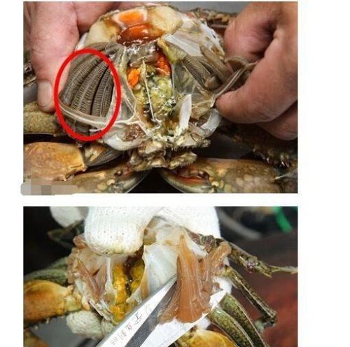 螃蟹哪里不能吃高清图 这四张图片告诉你螃蟹需要清除的部位