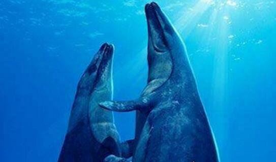 史前顶级掠食者 梅氏利维坦鲸(长达17米/重65吨)