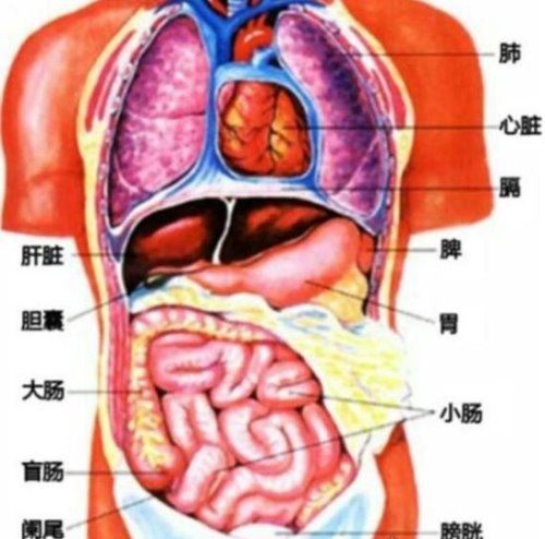 人体器官结构图五脏六腑肾的位置 11个部位功能和作用介绍