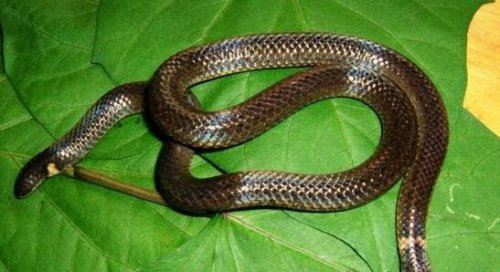钝尾两头蛇正反区分 头部和尾巴长得一模一样