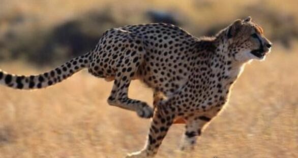动物界中跑得快的动物排名 时速130千米的猎豹是最佳奔跑之王