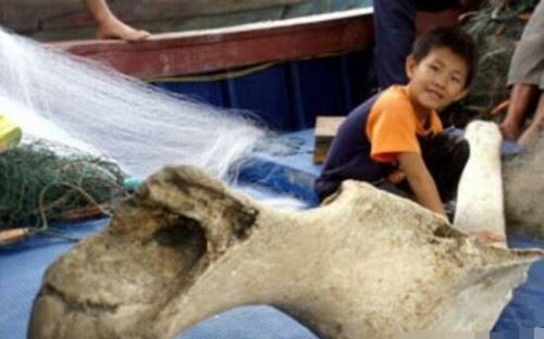 唐山月坨岛巨型骨头之谜 2.6米的巨型骨头疑似史前恐龙