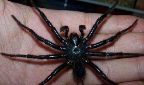 中国台湾最大的蜘蛛 上户蜘蛛浑身剧毒无解(长20cm)