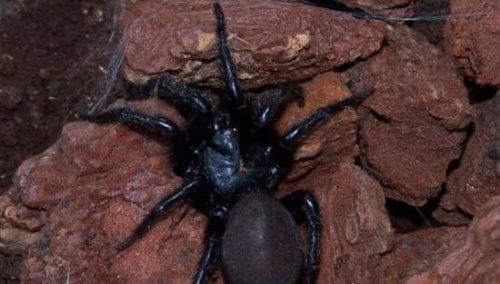 中国台湾最大的蜘蛛 上户蜘蛛浑身剧毒无解(长20cm)