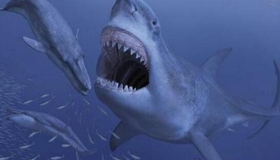 史上牙齿最长的鲨鱼 凶猛巨牙鲨牙齿长达20厘米