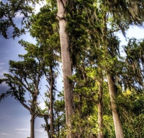 食人树真的会吃人吗？世界上最大的食人树附图