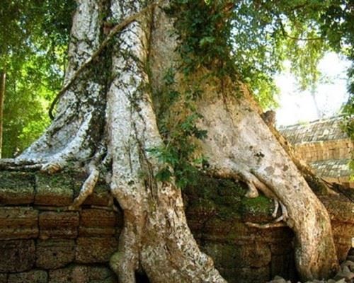 食人树真的会吃人吗？世界上最大的食人树附图