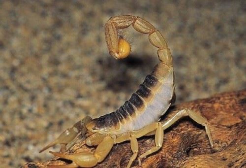 世界上毒性最强的蝎子 巴勒斯坦毒蝎中毒不死即瘫