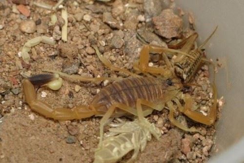 世界上毒性最强的蝎子 巴勒斯坦毒蝎中毒不死即瘫