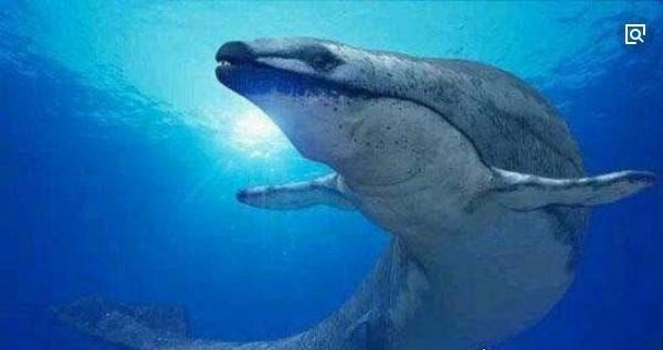 世界上最早的鲸鱼 古蜥鲸终被被淘汰(鲸鱼进化史的见证者)