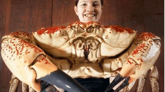 世界上最重的螃蟹 皇帝蟹(又名巨大拟滨蟹)重达72斤/长1.5米