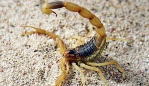 世界第一毒蝎 以色列金蝎(杀人蝎带有致命剧毒)